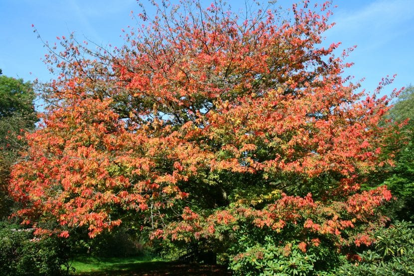 Follaje de Acer cissifolium virando al naranja y rojo en otoño