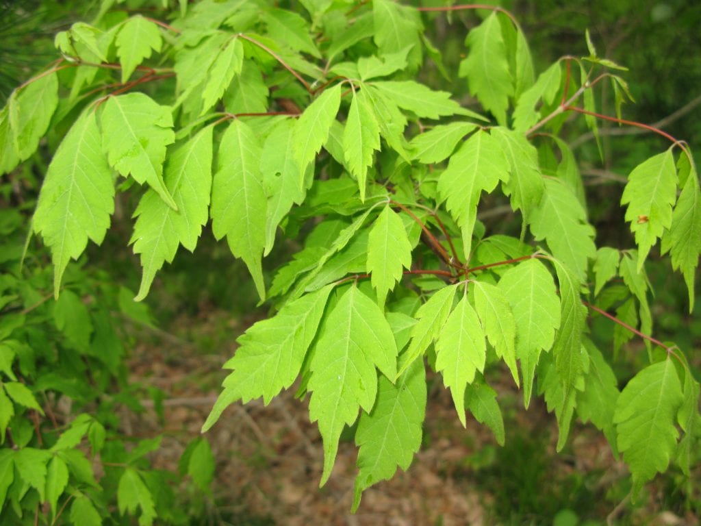 Arce de hoja de parra (Acer cissifolium): guía de cultivo