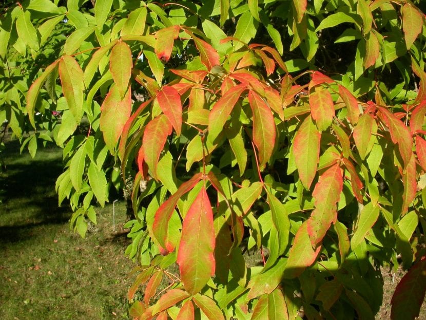 Hojas trifoliadas del Acer triflorum