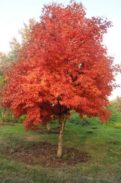 Ejemplar de Acer triflorum, el arce de tres flores