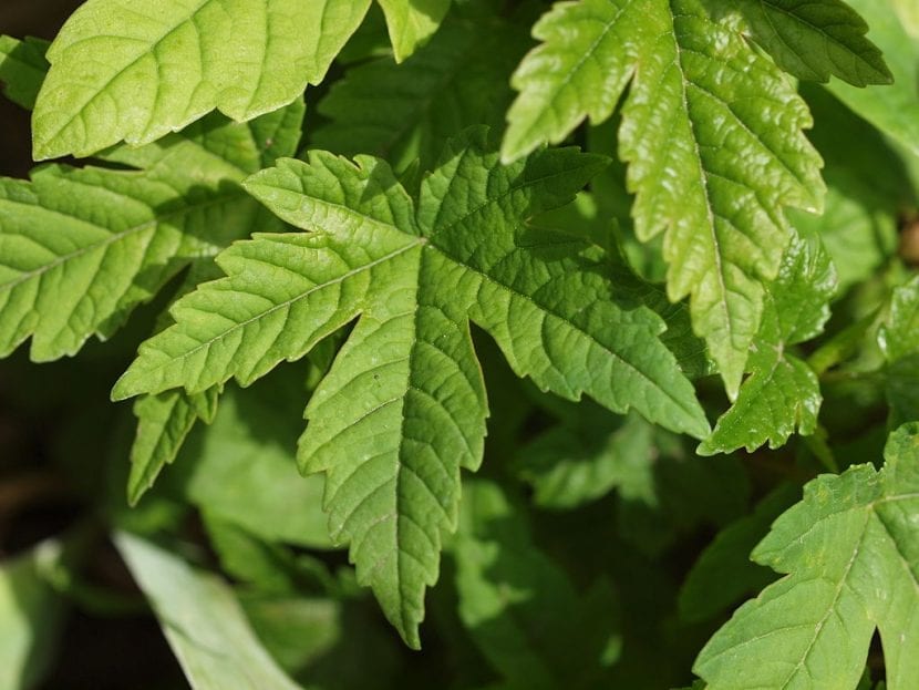 Hojas palmeadas de Acer heldreichii subsp. visianii con los lóbulos profundamente hendidos