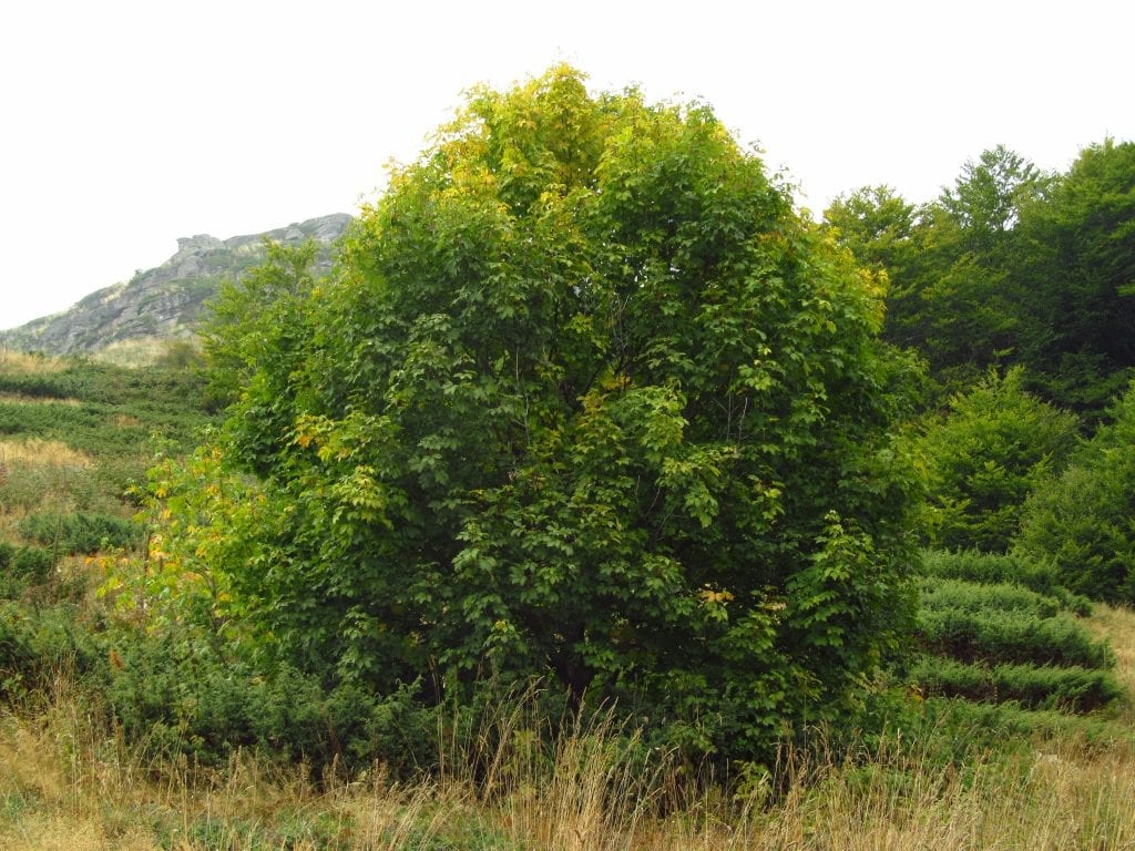 Arce griego (Acer heldreichii): cultivo, clima y poda