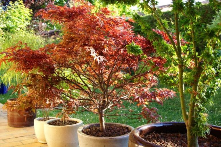 Arces japoneses cultivados en maceta