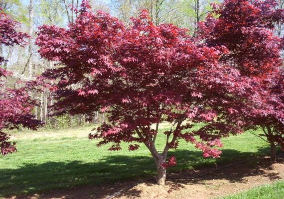 Arce japonés: cultivo, poda y cuidados de Acer palmatum