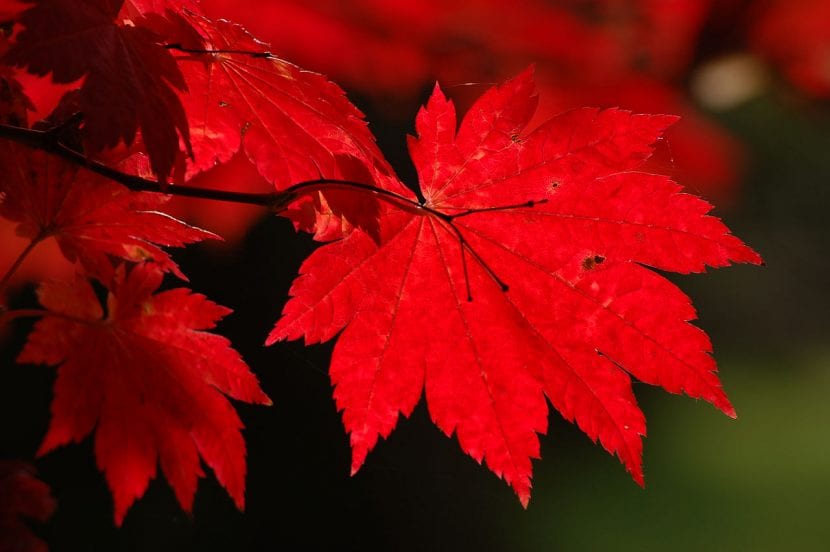 Acer japonicum Vitifolium con su hoja ancha de tipo parra