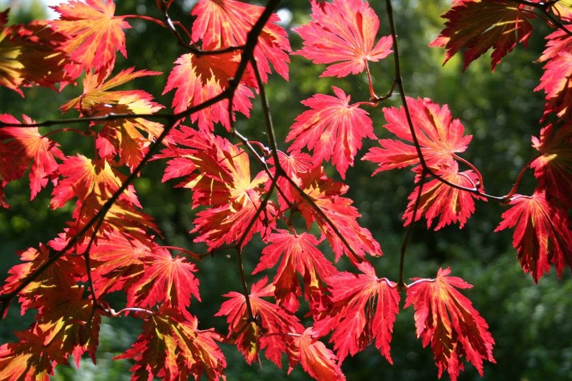 Hoja profundamente dividida del Acer japonicum Aconitifolium