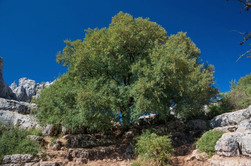 Ejemplar de Acer monspessulanum o arce menor