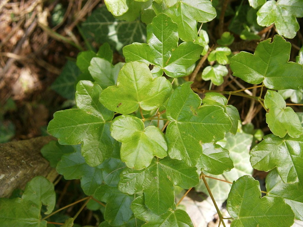 Arce menor (Acer monspessulanum): cultivo y cuidados