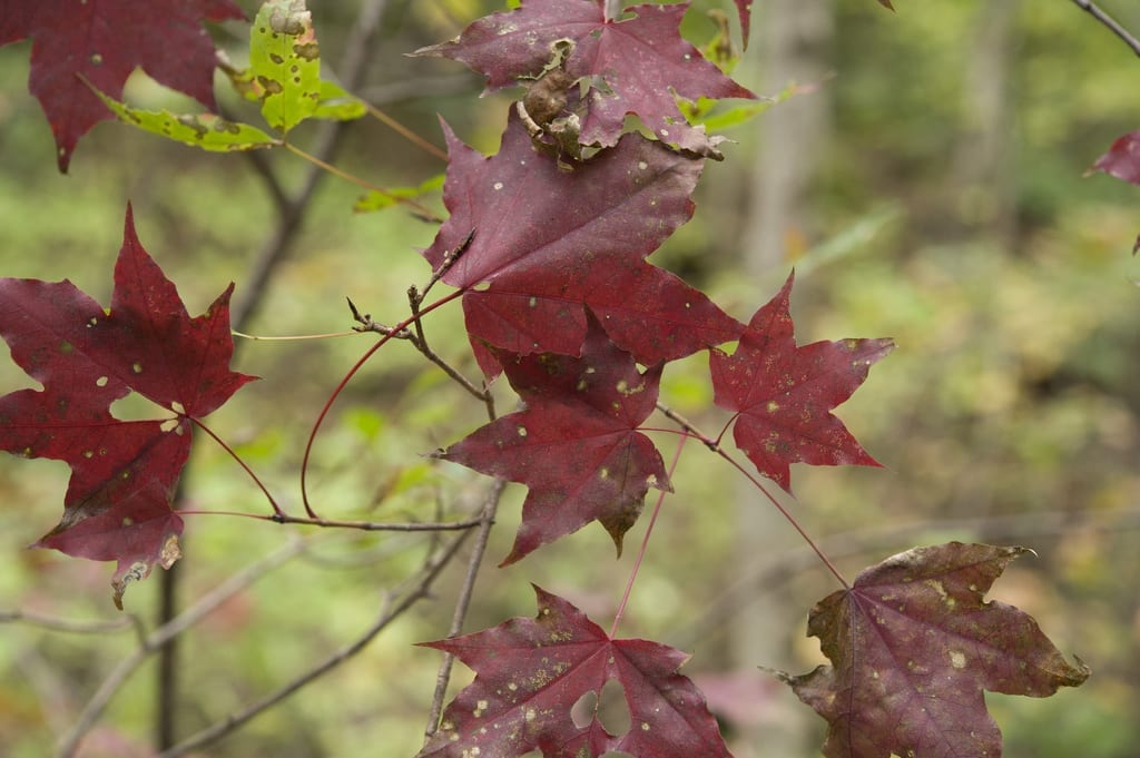 Hojas palmadas de borde entero del Acer mono en otoño