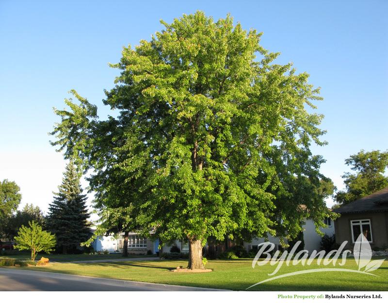 Ejemplar adulto de Acer saccharinum o arce plateado