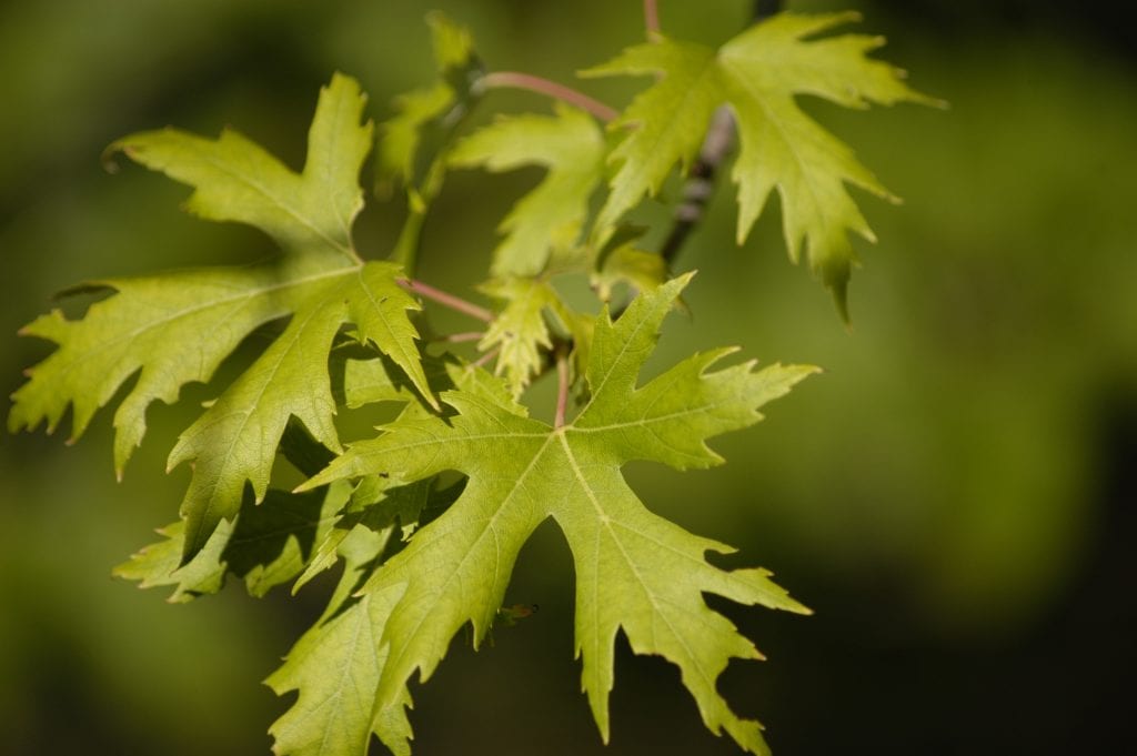 Arce plateado (Acer saccharinum): cuidados y espacio que pide