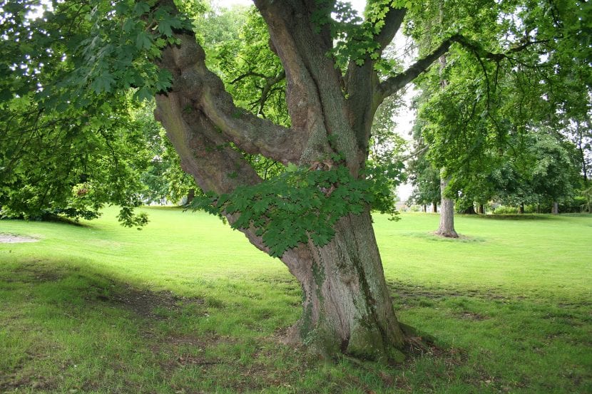 Ejemplar adulto de Acer platanoides con la copa densa característica