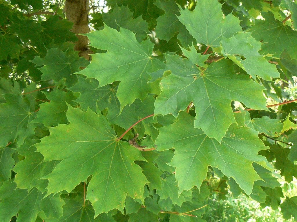 Arce real (Acer platanoides): guía de cultivo y cuidados
