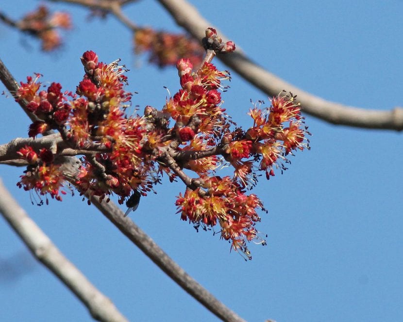 Flores rojas de Acer rubrum abiertas a finales de invierno