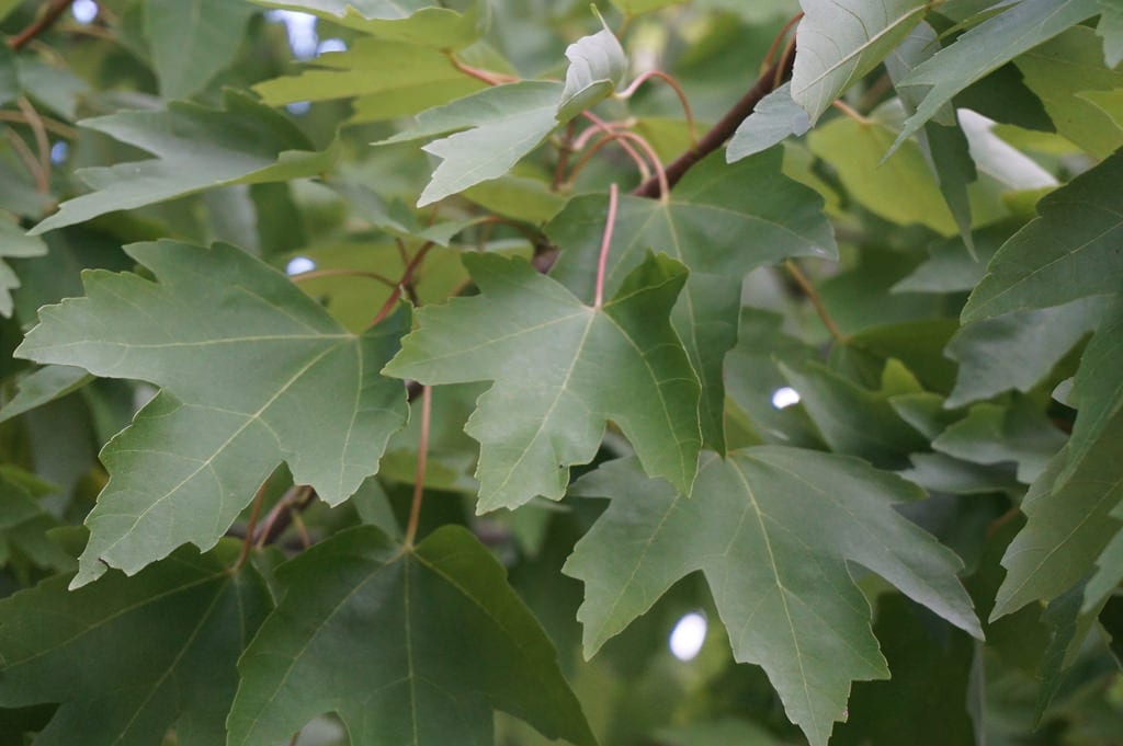 Arce rojo (Acer rubrum): cultivo, cultivares y suelo ácido