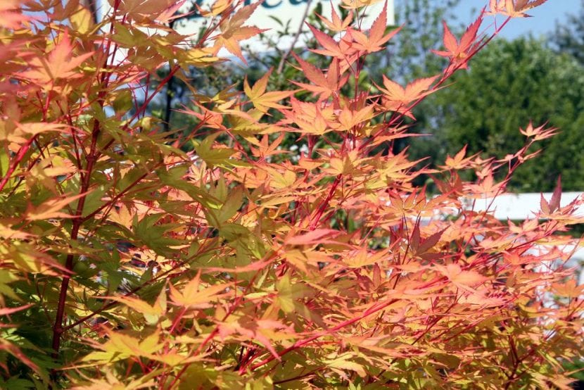 Acer palmatum Sango-kaku con el follaje dorado de otoño