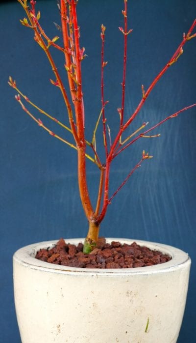Ramas de color coral del arce Acer palmatum Sango-kaku