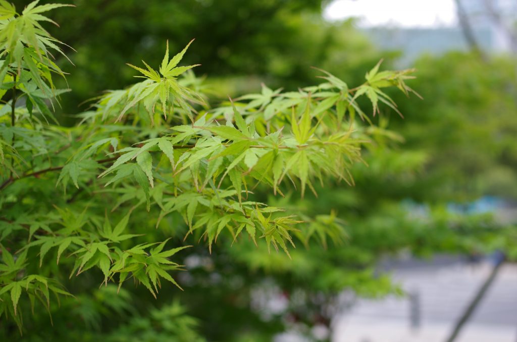 Arce (Acer): especies, usos y cuidados en el jardín