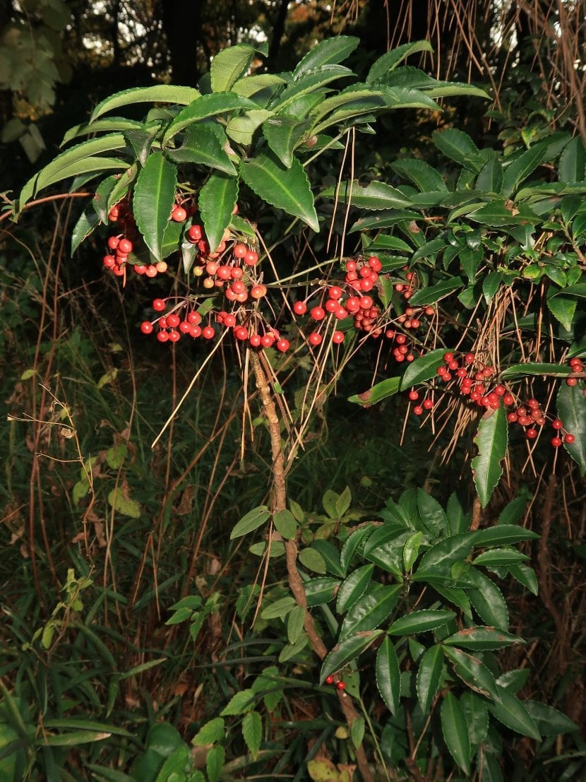 Ardisia crenata cargada de frutos rojos