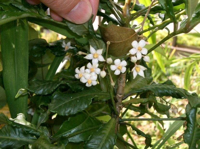 Flores blancas de Ardisia crenata