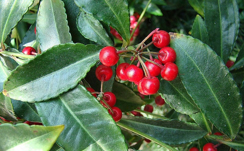 Ardisia crenata: cuidados del arbusto de frutos rojos