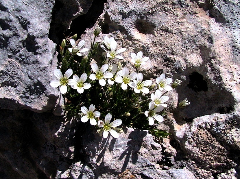 Arenaria grandiflora: cultivo, suelo y usos en rocalla