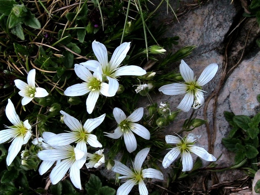 Flores blancas de Arenaria grandiflora saliendo entre las rocas