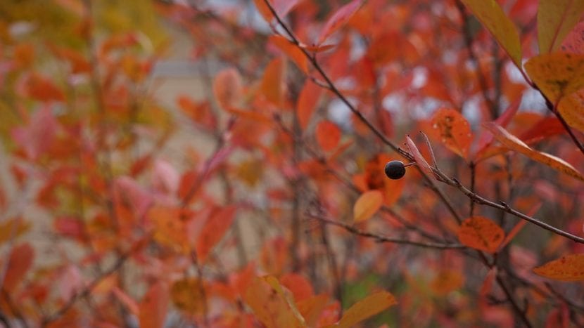 Arbusto de aronia con el follaje rojo del otoño