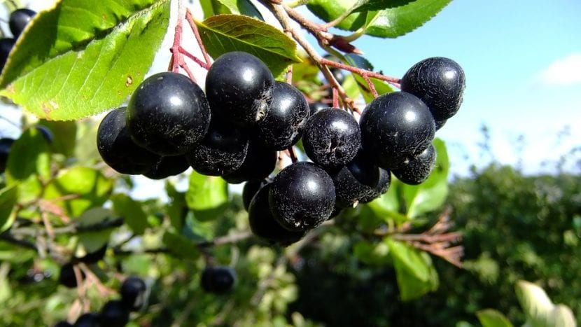 Frutos negros de aronia maduros en el arbusto