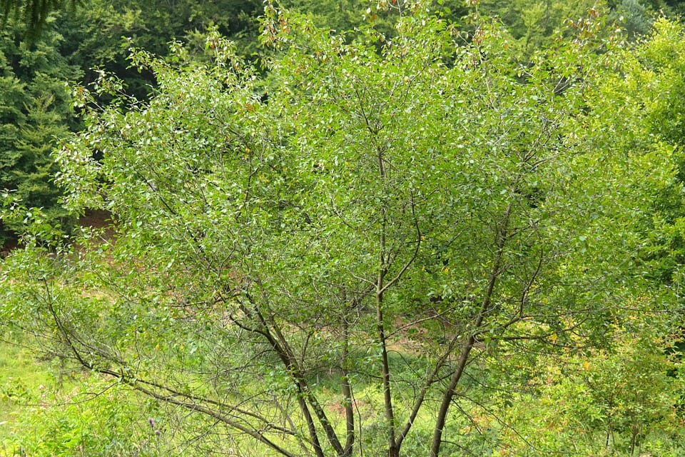 Arraclán (Frangula alnus): cultivo, usos y cuidados