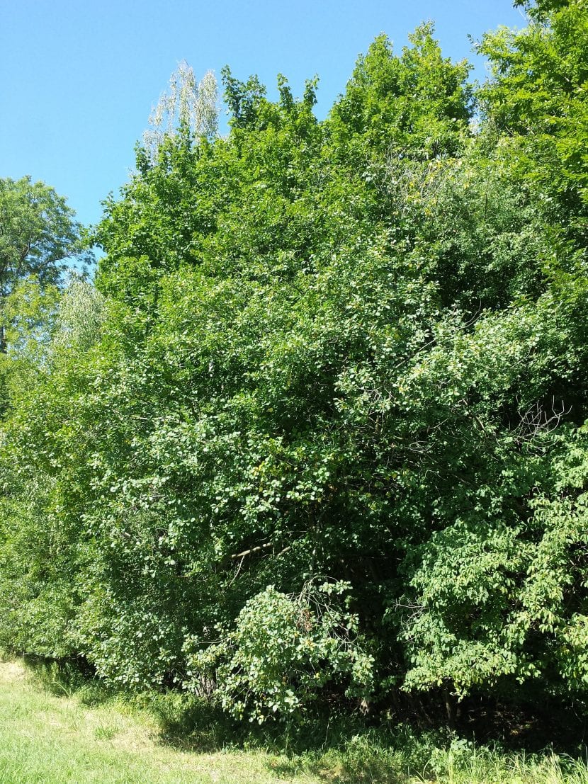 Ejemplar de arraclán o Frangula alnus