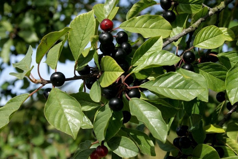 Frutos de Frangula alnus en distintos estados de maduración