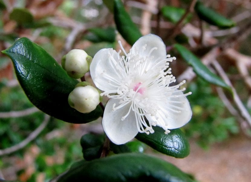 Arrayán chileno, Luma apiculata, en cultivo