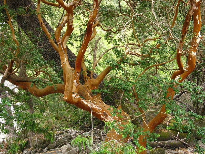 Arrayán (Luma apiculata): cuidados y cultivo en España