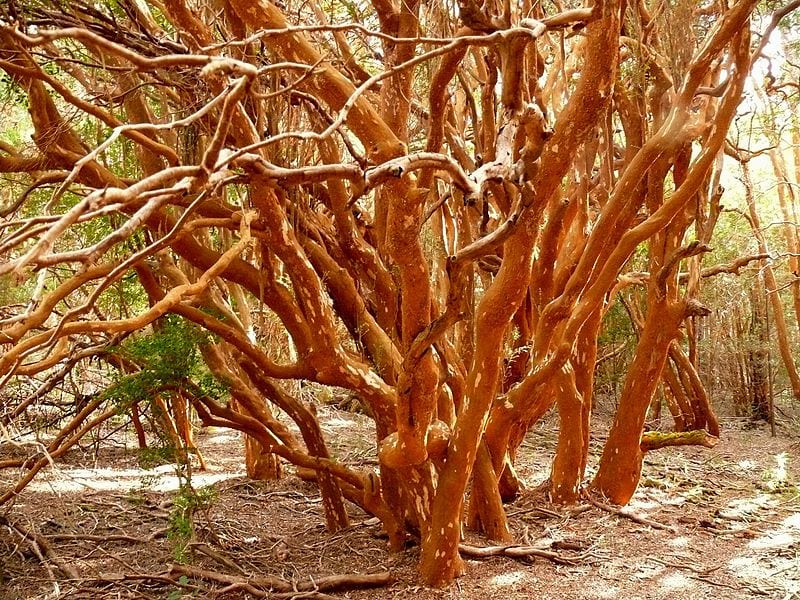 Tronco exfoliante del arrayán con la corteza canela y blanca