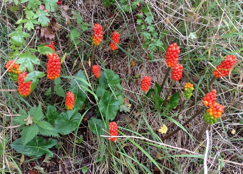 Arum maculatum: la planta de las bayas rojas del bosque