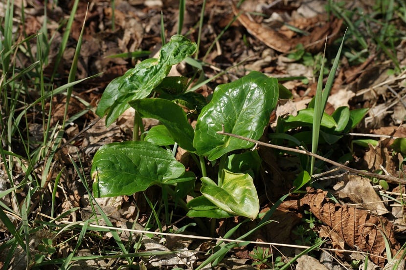 Planta de grandes hojas verdes sagitadas de Arum maculatum