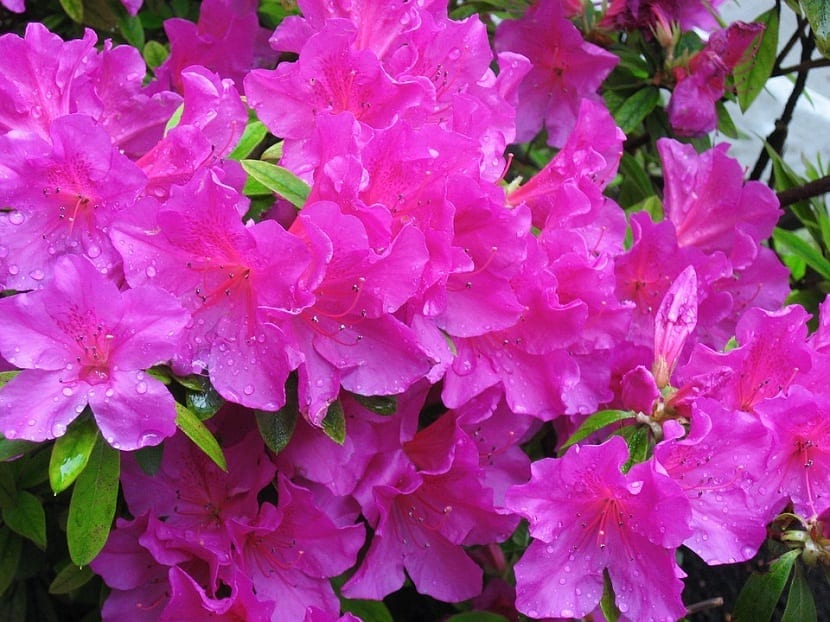 Azalea japónica en flor de color rosa con gotas de lluvia