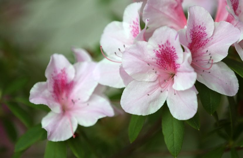 Azalea en plena floración con flores rosas