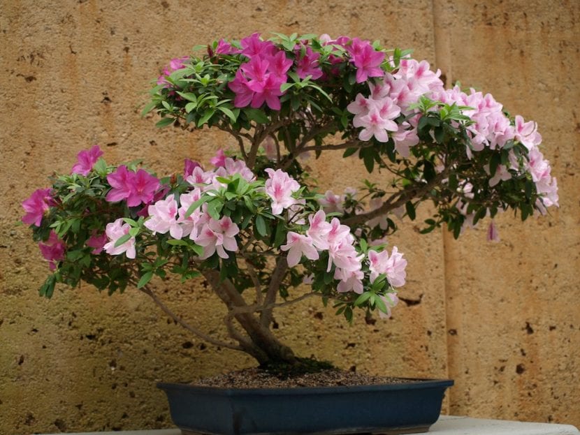Bonsái de azalea en flor
