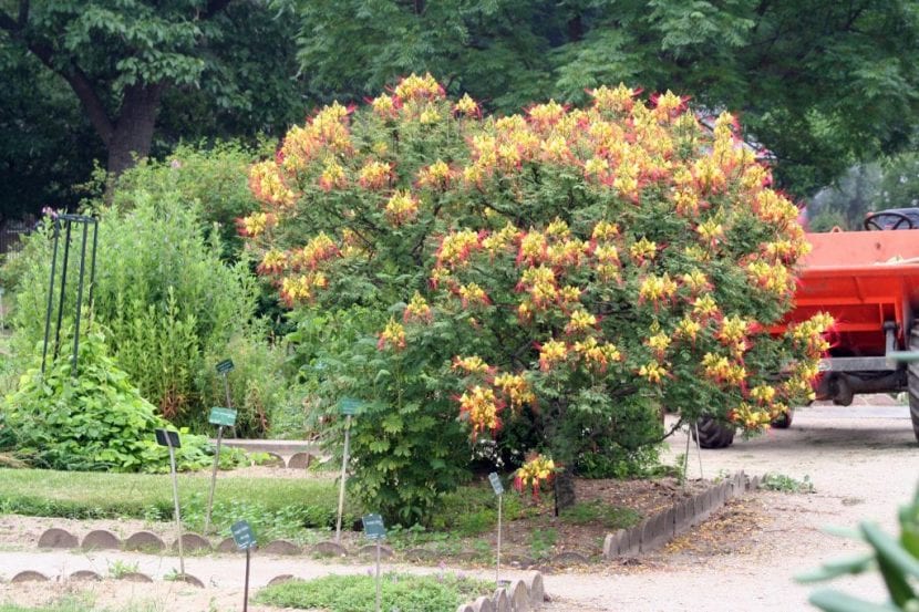 Flores amarillas con estambres rojos de Caesalpinia gilliesii