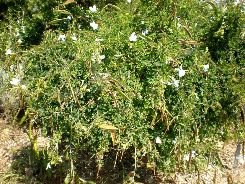 Ejemplar de Bauhinia natalensis formado como arbolito