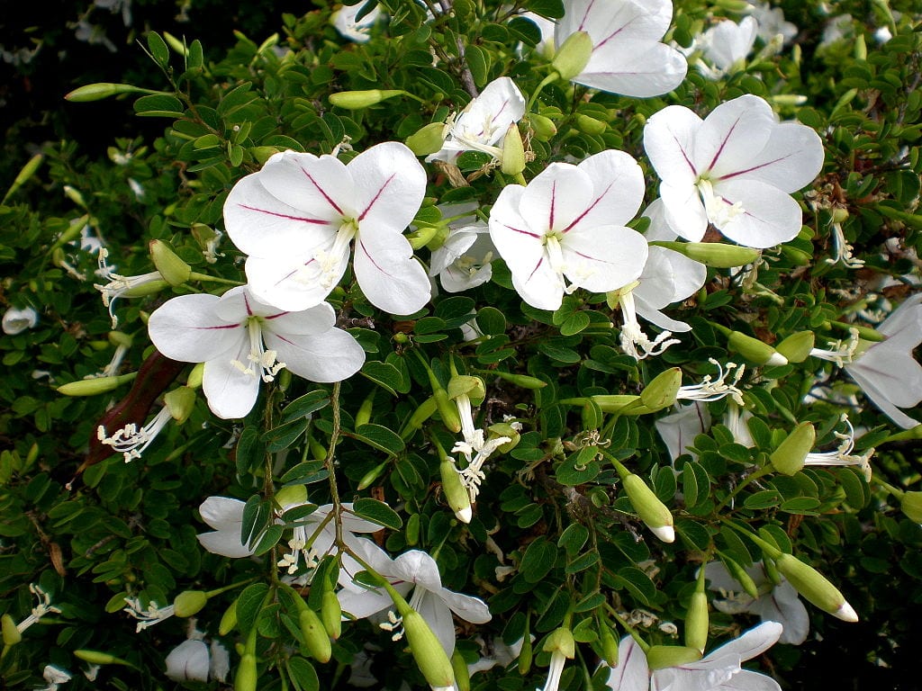 Bauhinia natalensis: cultivo del arbusto de flor blanca