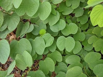 Hoja bilobulada de Bauhinia purpurea
