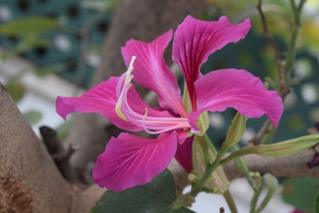 Bauhinia purpurea: características y cuidados del árbol orquídea