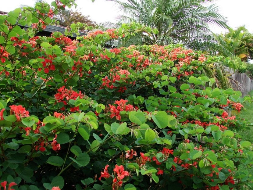 Bauhinia galpinii en flor
