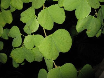Hojas bilobuladas de Bauhinia galpinii