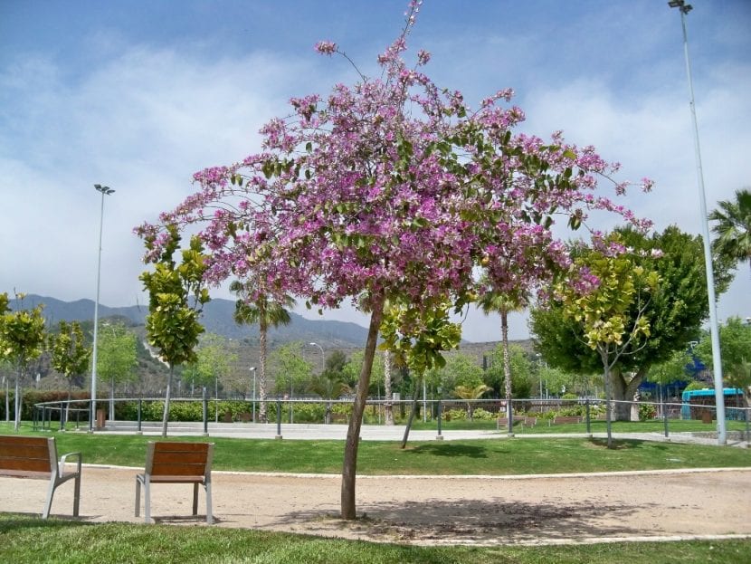 Ejemplar joven de Bauhinia variegata recién plantado