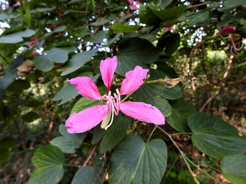 Flor de Bauhinia variegata con sus cinco pétalos desiguales