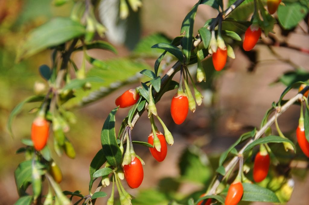 Bayas de goji: cultivo, poda, cosecha y secado en casa